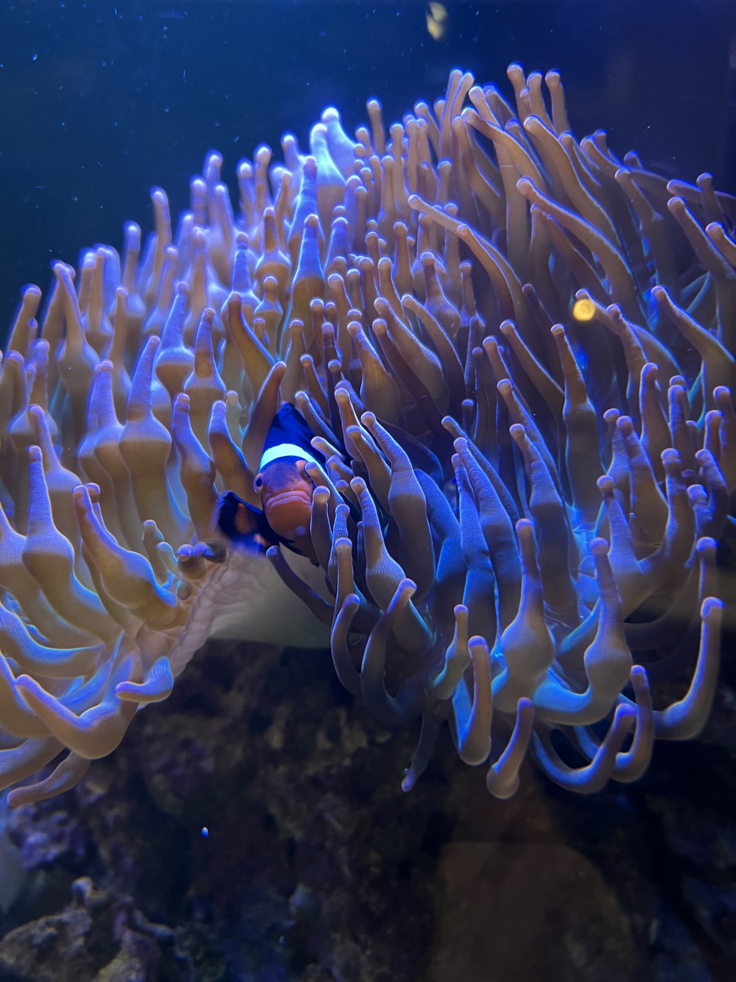 Clownfish nestled in its anemone