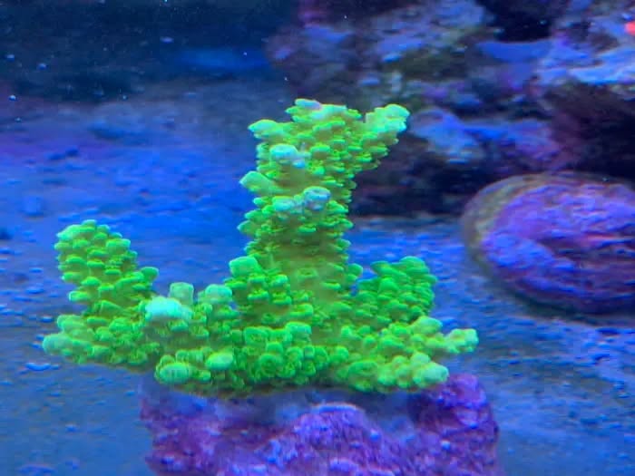 Bright green birdsnest coral