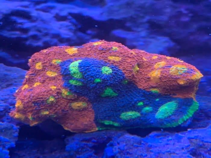 Colorful chalice coral
