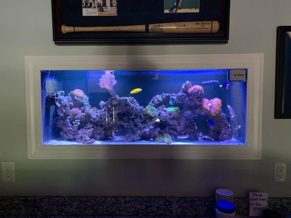 Yellow torch coral