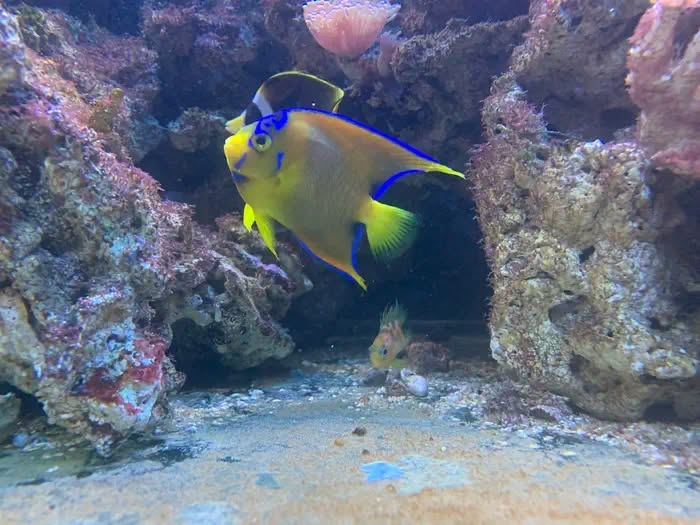 Angelfish gliding through the rockwork