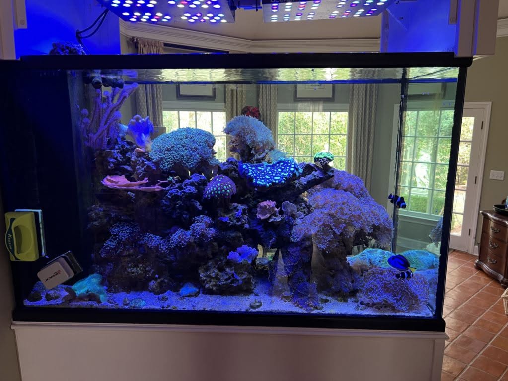 Residential reef tank in a black cabinet by a window