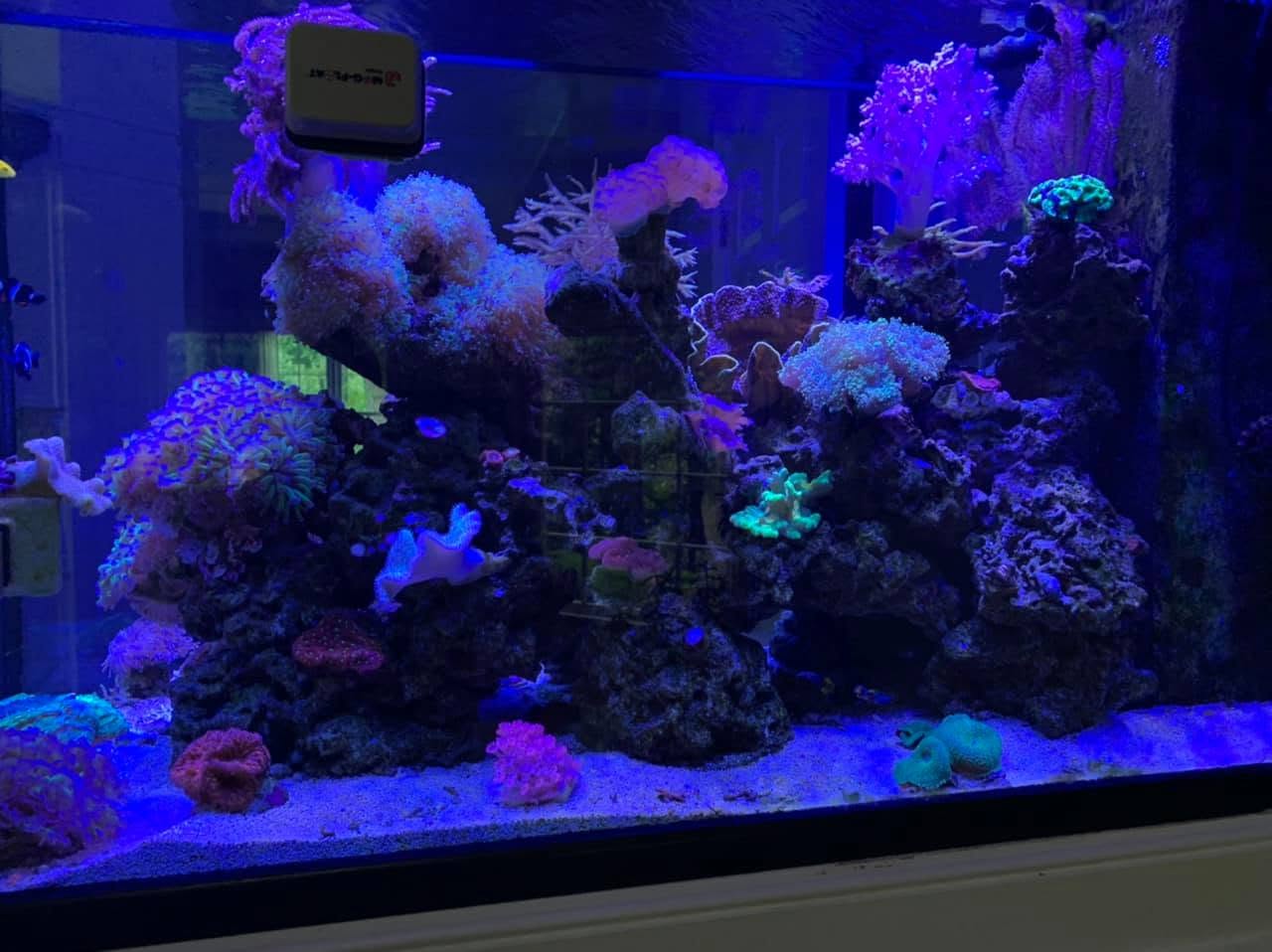 Corner reef aquarium detail
