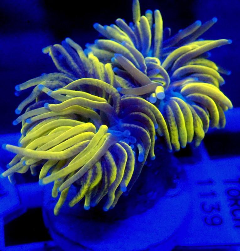 Gold torch coral under actinic light